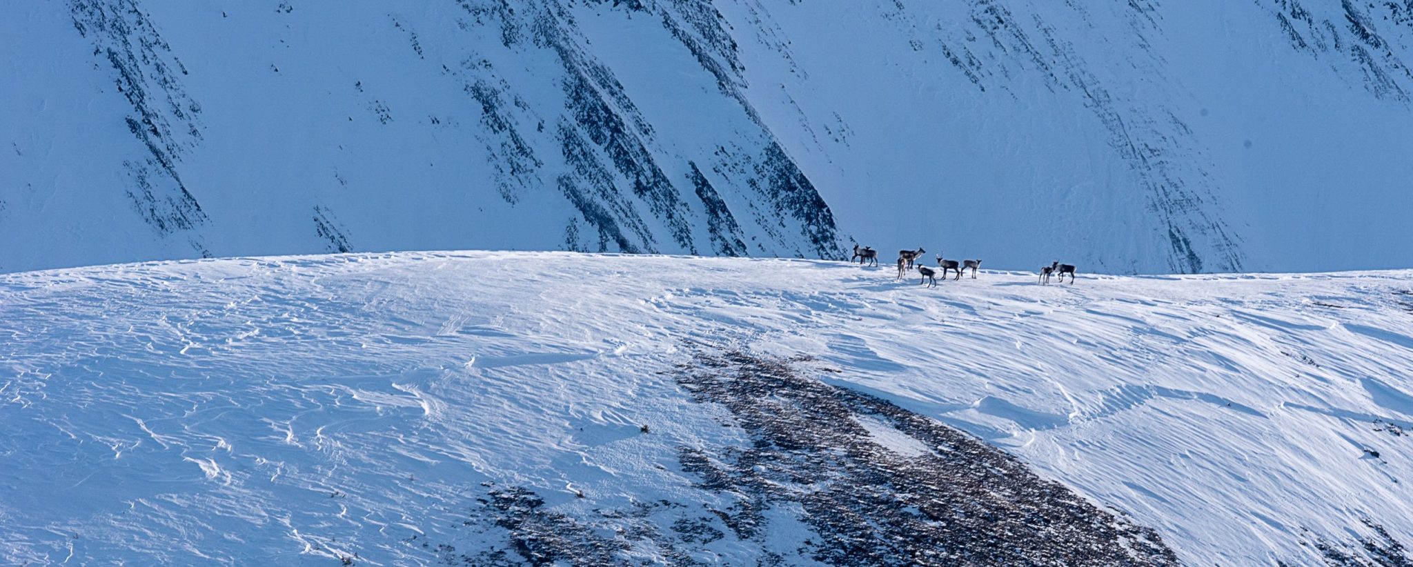 Mountain Scene Caribou